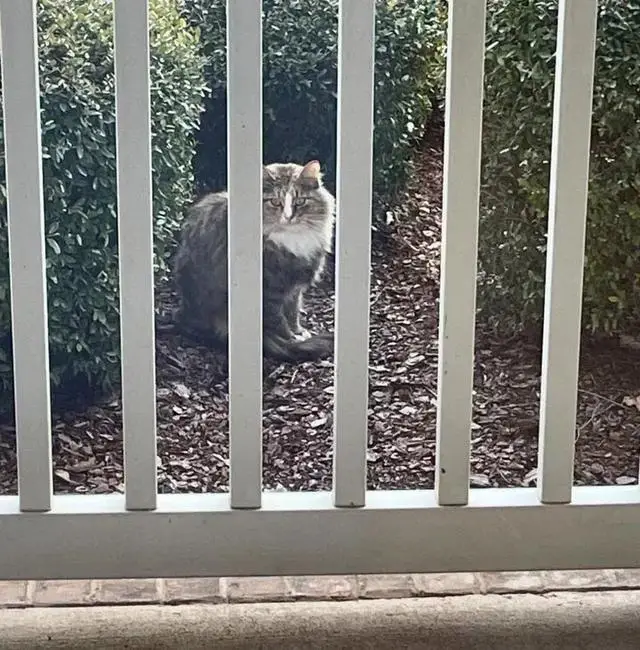 _漂亮家猫_漂亮猫